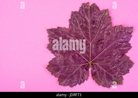 Lila Blätter Heuchera auf Pastell rosa Hintergrund. Geringfügigkeit Sommer Konzept. Studio Photo Stockfoto