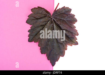 Lila Blätter Heuchera auf Pastell rosa Hintergrund. Geringfügigkeit Sommer Konzept. Studio Photo Stockfoto