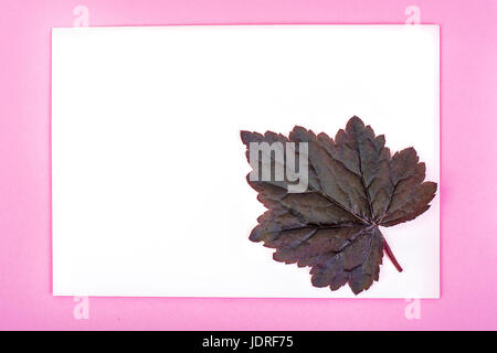 Lila Blätter Heuchera auf Pastell rosa Hintergrund. Geringfügigkeit Sommer Konzept. Studio Photo Stockfoto