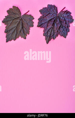 Lila Blätter Heuchera auf Pastell rosa Hintergrund. Geringfügigkeit Sommer Konzept. Studio Photo Stockfoto