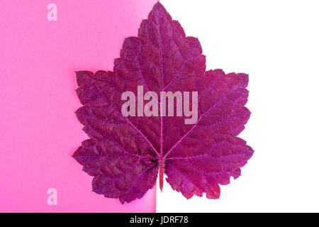 Lila Blätter Heuchera auf Pastell rosa Hintergrund. Geringfügigkeit Sommer Konzept. Studio Photo Stockfoto