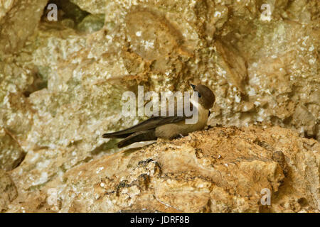 Die eurasische Klippe martin auf den Felsen im Nationalpark Paklenica, Kroatien Stockfoto