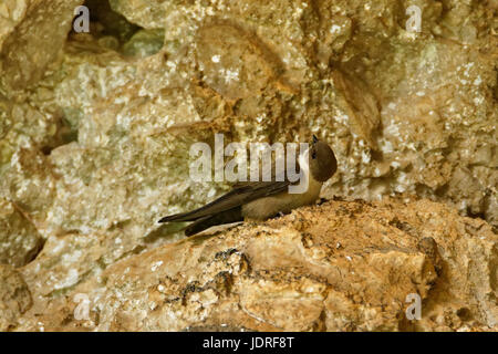 Die eurasische Klippe martin auf den Felsen im Nationalpark Paklenica, Kroatien Stockfoto