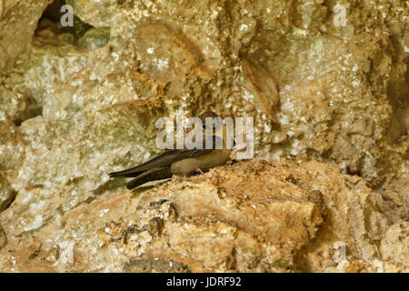 Die eurasische Klippe martin auf den Felsen im Nationalpark Paklenica, Kroatien Stockfoto