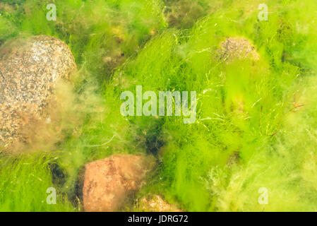 Frisch und grün Gutweed oder Rasen Seetang (Ulva Intestinalis) unter Felsbrocken. Stockfoto