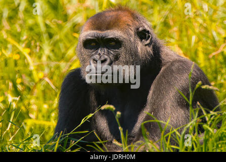 Ein Porträt von ein Silverback Gorilla sitzen in dem langen Rasen Stockfoto