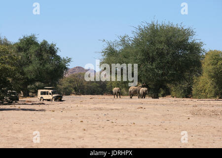 Touristen auf Safari watch Wüste - angepasst auf die afrikanischen Elefanten in Damaraland, Namibia Essen Stockfoto