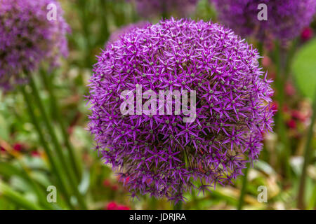 Schöne lila Riesen-Allien (Allium giganteum) stehen stolz und groß in einem englischen Garten, Großbritannien Stockfoto