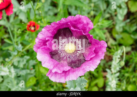 Nahaufnahme einer violett gefärbten Breadseed Mohn Blume in voller Blüte, die unter einer am Straßenrand Hecke wachsen. Stockfoto