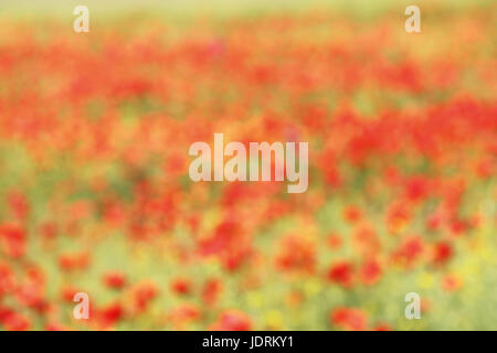 wunderschönen aus Fokus Hintergrund mit wilden Mohn, Kulisse für Ihr design Stockfoto