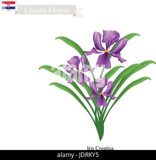 Kroatien-Blume, Illustration aus lila Iris Croatica Blumen. Die nationale Blume von Kroatien. Stock Vektor