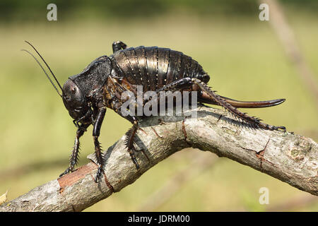 große bauchige Cricket stehend auf einem Zweig (Bradiphorus Dasiphus) Stockfoto