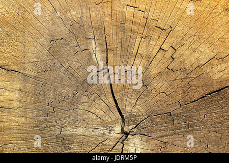 Risse auf Fichte Holz, detaillierte Struktur der Jahresringe an alten Holzbalken Stockfoto