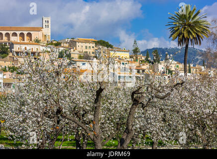 Mandelblüte im Dorf Selva, Es Raiguer, Mallorca, Spanien Stockfoto