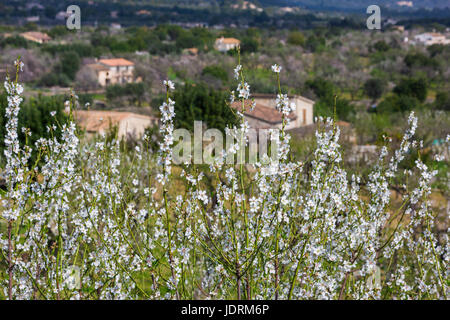 Mandelblüte in der Nähe von Dorf Caimari, Gemeinde Selva, Mallorca, Spanien Stockfoto