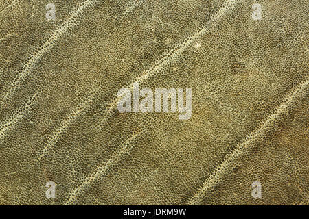 detailliertes Bild der afrikanischen Elefanten Leder, Textur für Ihr Design zeigt echtes Tierfell Stockfoto