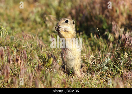 Europäische Ziesel auf Wiese, Aufnahme während des Essens (Spermophilus Citellus) Stockfoto