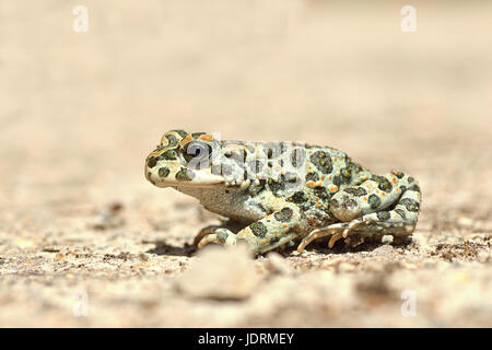 voller Länge Bild des Europäischen grüne Kröte (Bufotes Viridis) Stockfoto