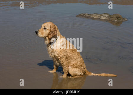 5 Monate alten männlichen golden Retriever Welpe sitzt brav auf feuchtem Sand am Strand von Newton in Porthcawl Stockfoto