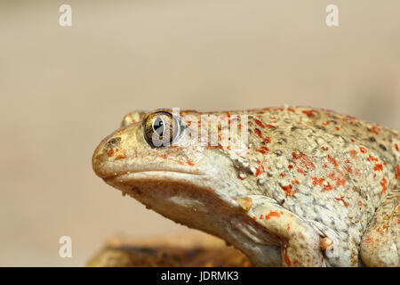 Makro-Bild des gemeinsamen katzenähnliche Kröte (Pelobates Fuscus) Stockfoto