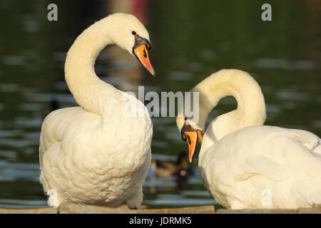 Höckerschwäne paar beieinander stehen in der Nähe des Sees (Cygnus Olor); männlichen und weiblichen Vogel im Frühjahr die Paarungszeit Stockfoto