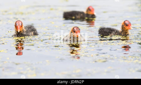 Blässhuhn Küken schwimmen auf einem See in Bushy Park, West-London Stockfoto