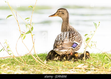 Eine weibliche Mallard sitzt auf ihren Küken und schützt sie, an einem See im Bucky Park, West London Stockfoto