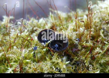 Geriffelte Vogel Nest Pilz, Cyathus striatus Stockfoto