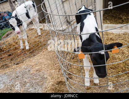 Junges Kalb Schwarzbunt in einem Kindergarten für Kühe auf einer Molkerei. Stockfoto