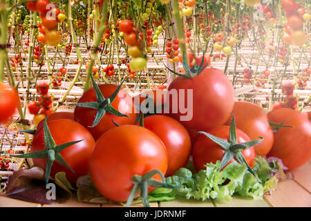Rows of tomato hydroponic plants in greenhouse.Red tomatoes fresh on the tree, organic for good health. Red and green tomatoes ripening on the bush in Stockfoto