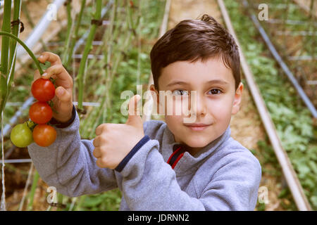Cut Kind halten frische Tomaten auf der Rebe. little boy Holding Tomaten ernten in seine Hände im Gewächshaus. Lächeln, Porträt