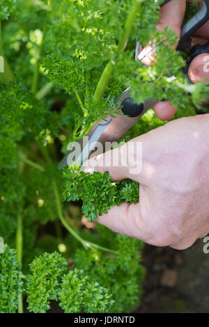 Petroselinum Crispum. Gärtner Schneiden lockiges Blatt Petersilie mit einer Schere in einem englischen Kräutergarten. UK Stockfoto