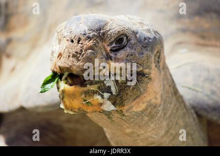 Schildkröte im Zoo von San Diego Stockfoto
