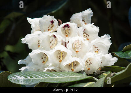 Weiß Rhododendron Blüte Stockfoto