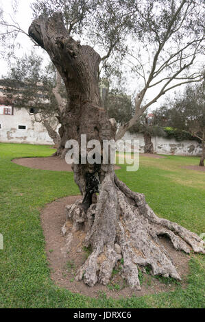 Olivenbaum Stockfoto