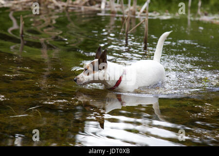 Jack Russell Terrier Hund, der im flachen Wasser eines kleinen grünen Sees mit ihrer Spiegelung im Wasser läuft Stockfoto