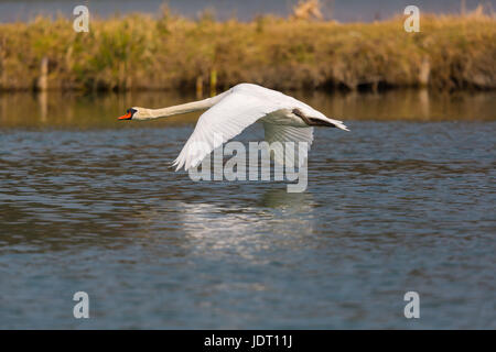 natürliche Höckerschwan (Cygnus Olor) während des Fluges über Wasserfläche mit reed Stockfoto