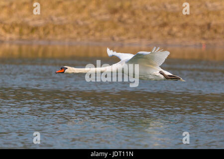 natürliche Höckerschwan (Cygnus Olor) während des Fluges über Wasserfläche mit reed Stockfoto