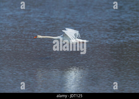 natürliche Höckerschwan (Cygnus Olor) während des Fluges über blaue Wasserfläche Stockfoto