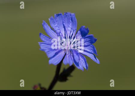 Details des natürlichen Blueweed Blüte (Cichorium Intybus) mit glatten Hintergrund Stockfoto