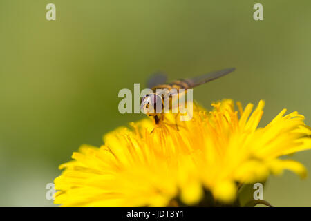 Porträt von natürlichen Hoverfly sitzen auf gelbe Blüte mit grünem Hintergrund glatt Stockfoto