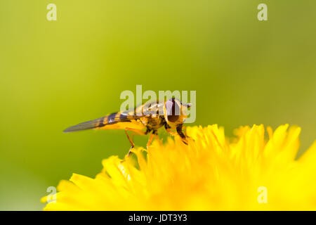 Makro-Porträt von natürlichen Hoverfly sitzen auf gelbe Blüte mit grünem Hintergrund Stockfoto