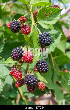 Rote und schwarze wilde Brombeeren Büsche und Äste auf grünen Blättern Hintergrund im Garten an einem sonnigen Sommertag. Nahaufnahme eines Bündels von bl Stockfoto