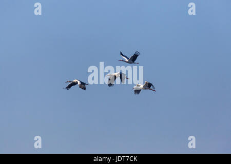 vier natürliche Weißstörche (Ciconia Ciconia) fliegen in blauer Himmel mit Sonnenschein Stockfoto