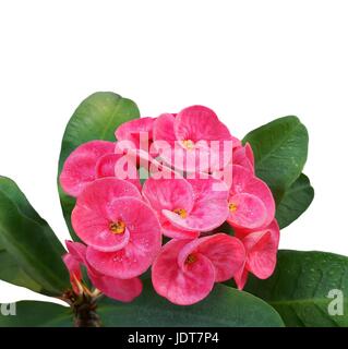 Blüht Rosa Krone von Dornen Blume (Christus Dorn oder Euphorbia Milii Desmoul) mit Tautropfen isoliert auf weißem Hintergrund Stockfoto