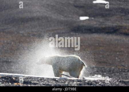 Ein Erwachsener Eisbär schüttelt sich trocken nach einem Spaziergang am Ufer auf einem Kiesstrand in Mushamna, Spitzbergen Stockfoto