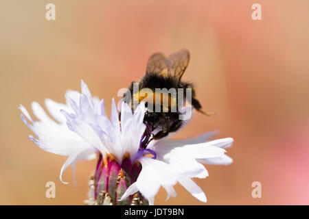 Buff/Weißschwanzhummel, (bombus terrestris/lucorum)Pollensammeln von einer Kornblume an einem Sommertag, Dorset, UK, 2017 Stockfoto