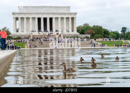 Lincoln Memorial und eine Ente schwimmen auf dem Reflecting Pool an der National Mall in Washington DC, USA Stockfoto