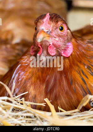 Ingwer-Huhn sitzt am Schlafplatz und Bebrüten Eiern Stockfoto