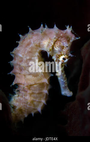 Seepferdchen Porträt - Hippocampus-Porträt mit schwarzem Hintergrund Stockfoto